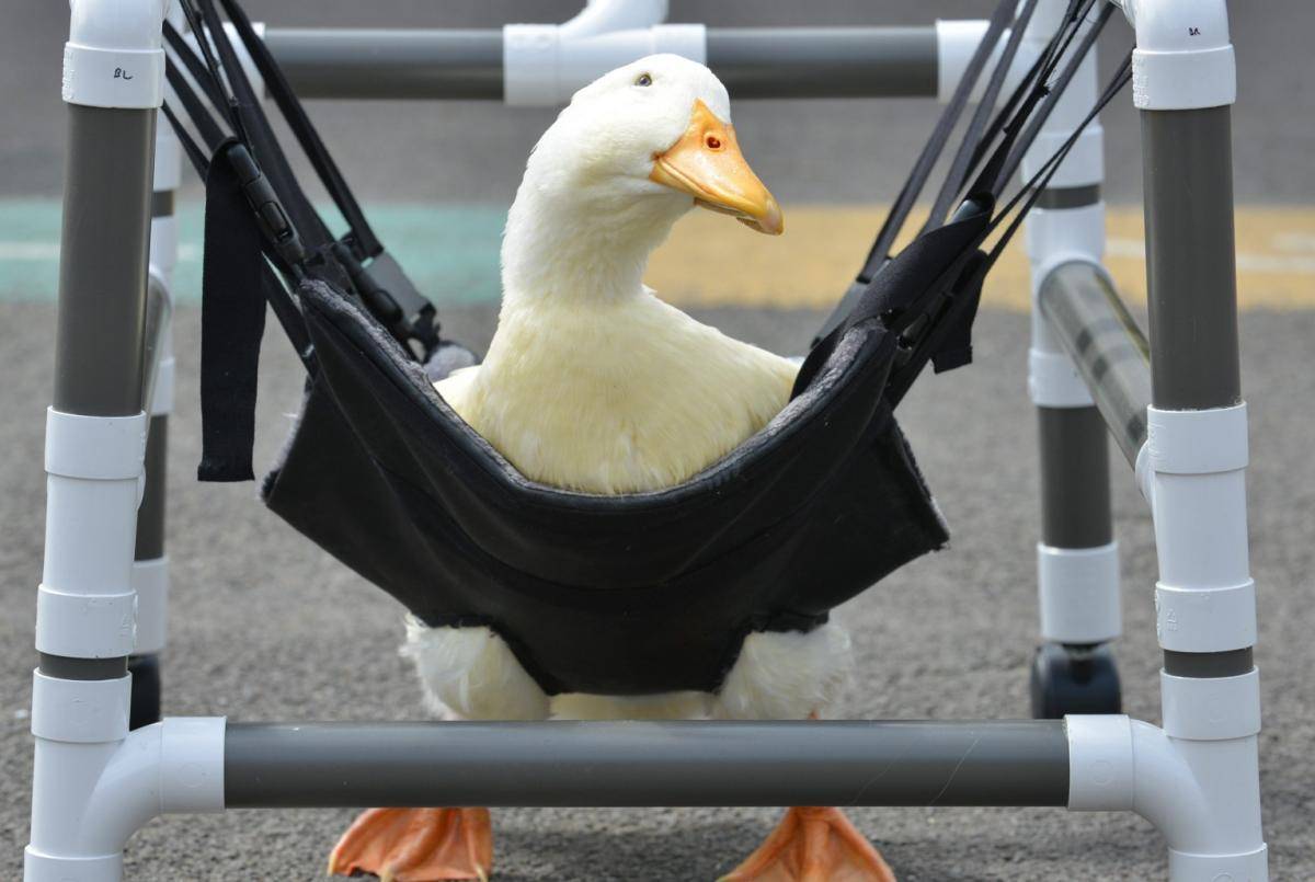 Jimmy the duck walks again
